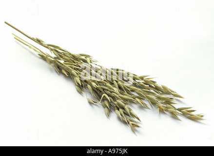 Frisch gepflückt Ohren der Hafer FoodCollection Stockfoto