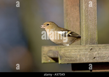 Gemeinsamen Buchfink Fringilla Coelebs Weibchen auf Vogel Tisch Ringwood Hampshire England Stockfoto