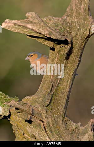 Gemeinsamen Buchfink Fringilla Coelebs männlich auf AST Ringwood Hampshire England Stockfoto
