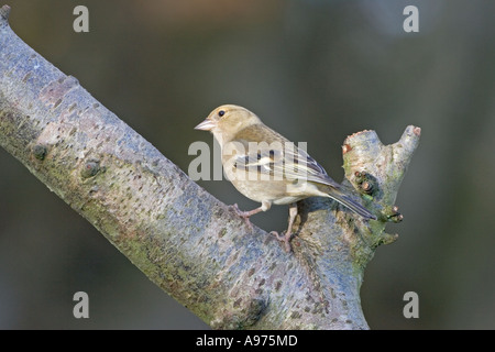 Gemeinsamen Buchfink Fringilla Coelebs Weibchen auf AST Ringwood Hampshire England Stockfoto