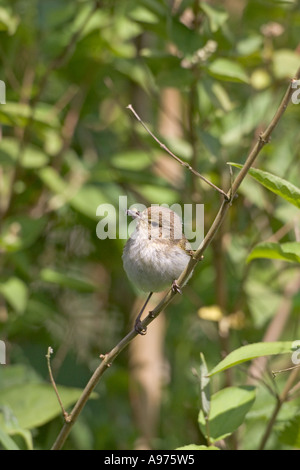 Gemeinsamen Zilpzalp Phylloscopus Collybita in Garten mit Nahrung für junge Ringwood Hampshire England Stockfoto