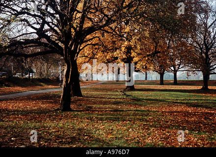 Bäume im Herbst am Ealing Common London England Stockfoto