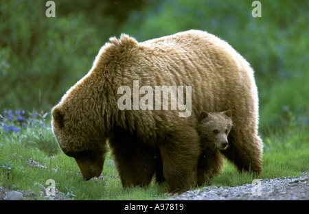 Grizzly Bär Sau und Cub Denali Nationalpark, Alaska Stockfoto