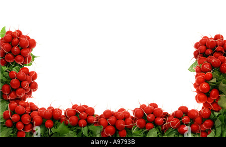 frische Radieschen LAY OUT Seite raddish rettich Stockfoto