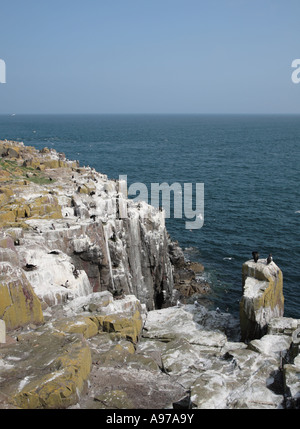 Guillemot & Shag Zucht Kolonie, Farne Islands, Northumberland, UK, Europa Stockfoto