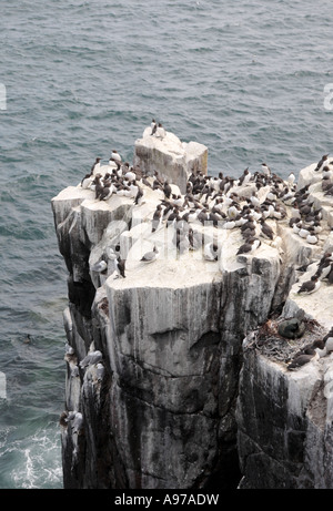 Trottellummen, Zucht Kolonie, Farne Islands, Northumberland, UK, Europa Stockfoto