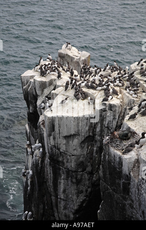 Trottellummen, Uris Aalgebreeding Kolonie, Farne Islands, Northumberland, UK, Europa Stockfoto