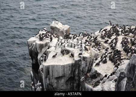 Trottellummen, Uris Aalge Zucht Kolonie, Farne Islands, Northumberland, UK, Europa Stockfoto