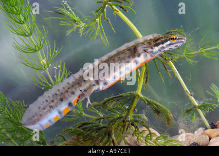 Weibliche gemeinsame glatt Newt (Triturus Vulgaris) im Gartenteich Gamlingay Cambridgeshire Stockfoto