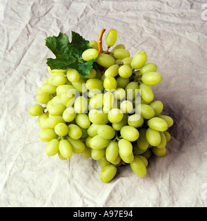 Landwirtschaft - Thompson kernlose grüne Tafeltrauben Haufen auf eine graue Leinwand / Kalifornien, USA. Stockfoto