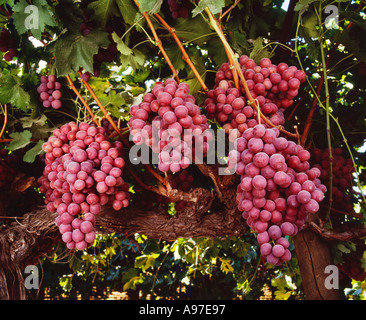 Landwirtschaft - reife Ernte bereit Trauben Red Globe Trauben am Rebstock / Kern County, Kalifornien, USA. Stockfoto