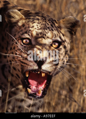 Knurrend Leopard Namibia Stockfoto