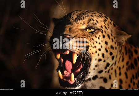 Knurrend Leopard Namibia Stockfoto