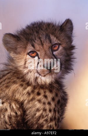 Gepard Cub Namibia Stockfoto