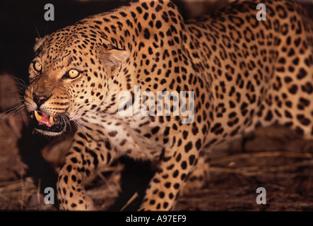 Leoparden Knurren Namibia Stockfoto