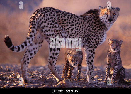 Mutter und jungen Namibia Geparden Stockfoto