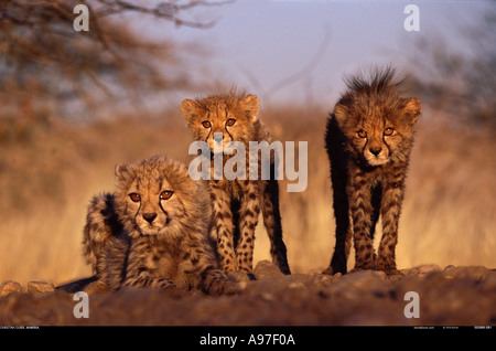 Cheetah jungen Namibia Stockfoto