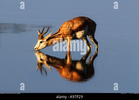 Erwachsene männliche Springbock trinken Etosha Nationalpark Namibia Stockfoto