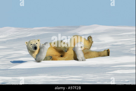 Eisbär-Mutter mit jungen Jungen Manitoba Kanada Stockfoto