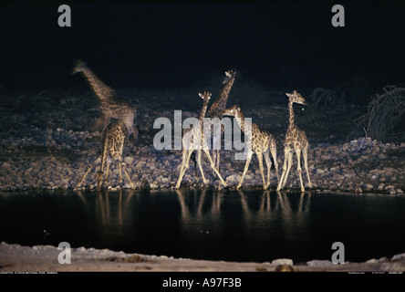 Giraffen an der Wasserstelle bei Nacht Etosha Nationalpark Namibia Stockfoto