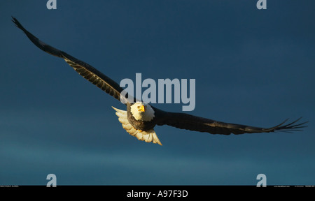 Adler im Flug Alaska Stockfoto