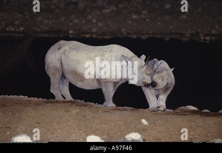 Schwarze Nashorn neben Wasserloch bei Nacht Etosha Nationalpark Namibia Stockfoto