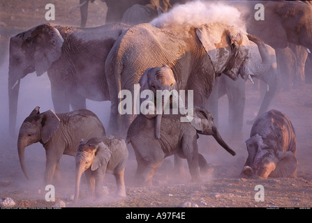 Gruppe von Elefanten Staub baden Etosha Nationalpark Namibia Stockfoto
