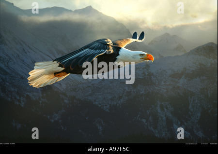 Adler im Flug Alaska Stockfoto