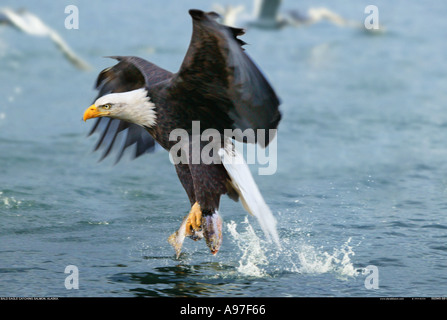 Weißkopf-Seeadler Fang von Lachs Alaska Stockfoto