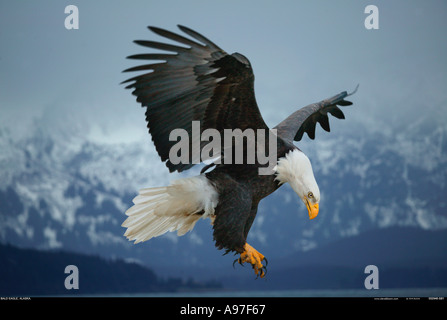 Weißkopf-Seeadler, die kommen, um Land Alaska Stockfoto