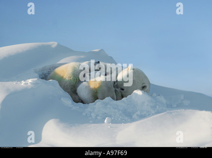 Eisbär-Mutter mit jungen Jungen Manitoba Kanada Stockfoto