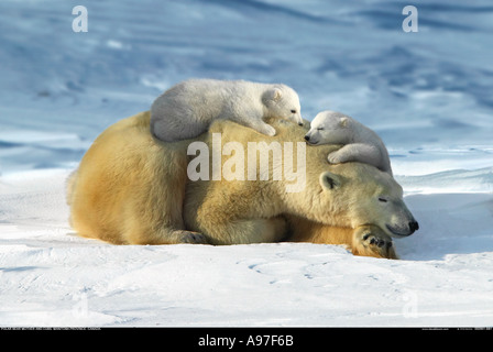 Eisbär-Mutter mit jungen Jungen Manitoba Kanada Stockfoto