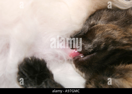 Kätzchen mit seiner Zunge um ihre Mütter Brustwarze saugen Milch Stockfoto