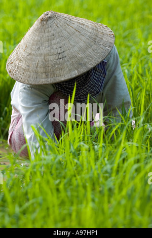 Vietnamesin arbeiten auf Reis Bereich Porträt
