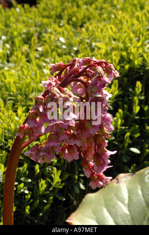 Winter-blühenden Bergenie (Bergenie Crassifolia) auch genannt sibirischen Tee Stockfoto