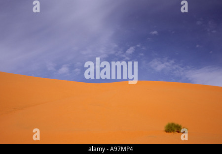 Pflanzen Sie klammerte sich auf das Leben in der Sahara Wüste, Marokko, Afrika Stockfoto
