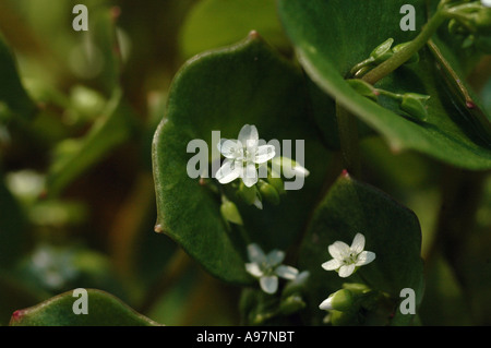 Miner's Salat Montia mitriformis (SY Claytonia mitriformis) auch als Winter-Portulak oder Spring Beauty Stockfoto
