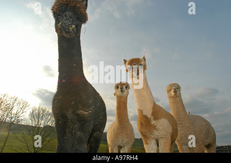 Alpakas am Tenbury Wells Worcestershire, UK Stockfoto