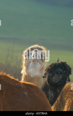 Alpakas am Tenbury Wells Worcestershire, UK Stockfoto