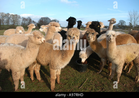 Alpakas am Tenbury Wells Worcestershire, UK Stockfoto