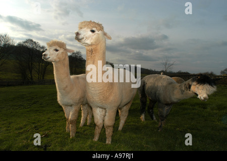 Alpakas am Tenbury Wells Worcestershire, UK Stockfoto