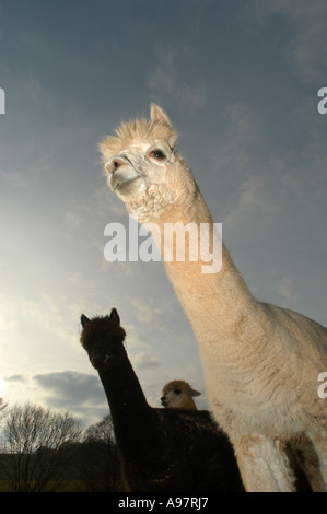 Alpakas am Tenbury Wells Worcestershire, UK Stockfoto