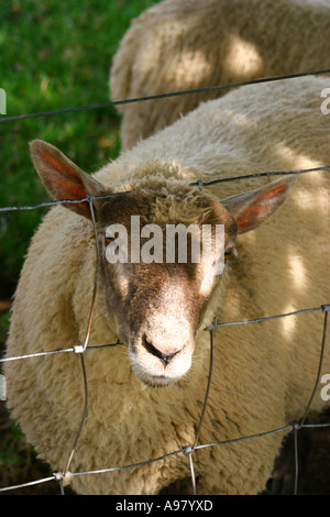 Schafe, die kleben Kopf durch Drahtzaun Stockfoto