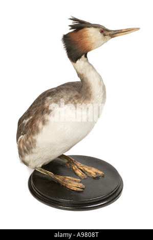 Podiceps Cristatus great crested grebe Stockfoto