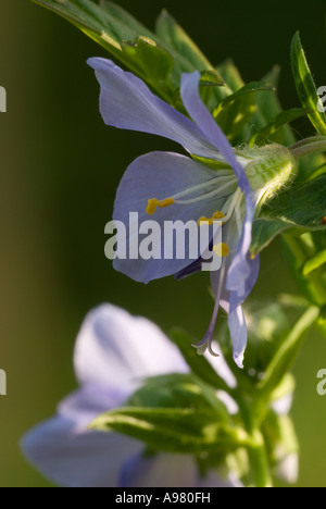 Blumen der Jacobs Leiter, Polemonium caeruleum, Wales, Großbritannien Stockfoto