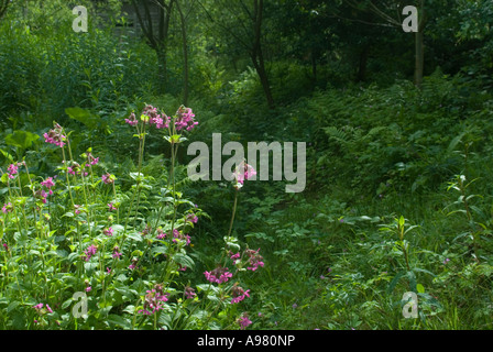 Red campion Silene dioica, wächst durch einen feuchten Graben, Wales, Großbritannien. Stockfoto