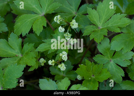 Sanicle Flowers, Sanicula europaea, Wales, Großbritannien Stockfoto