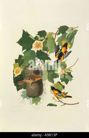 Ikterus Galbula Baltimore oriole Stockfoto