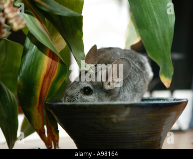 GRAUE CHINCHILLA IN SCHÜSSEL Stockfoto