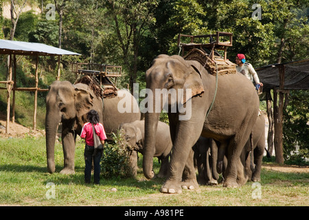 Elefanten-Camp in der Nähe von Chiang Dao, Thailand Stockfoto